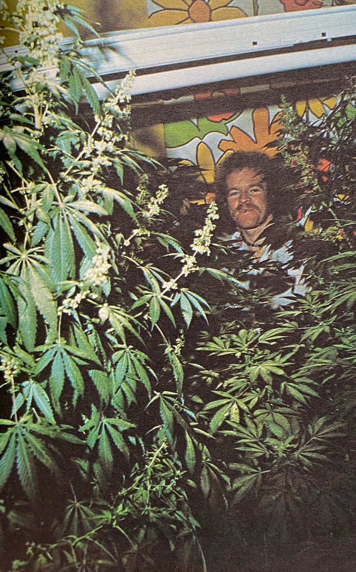 How To Grow Marijuana Indoors Under Lights