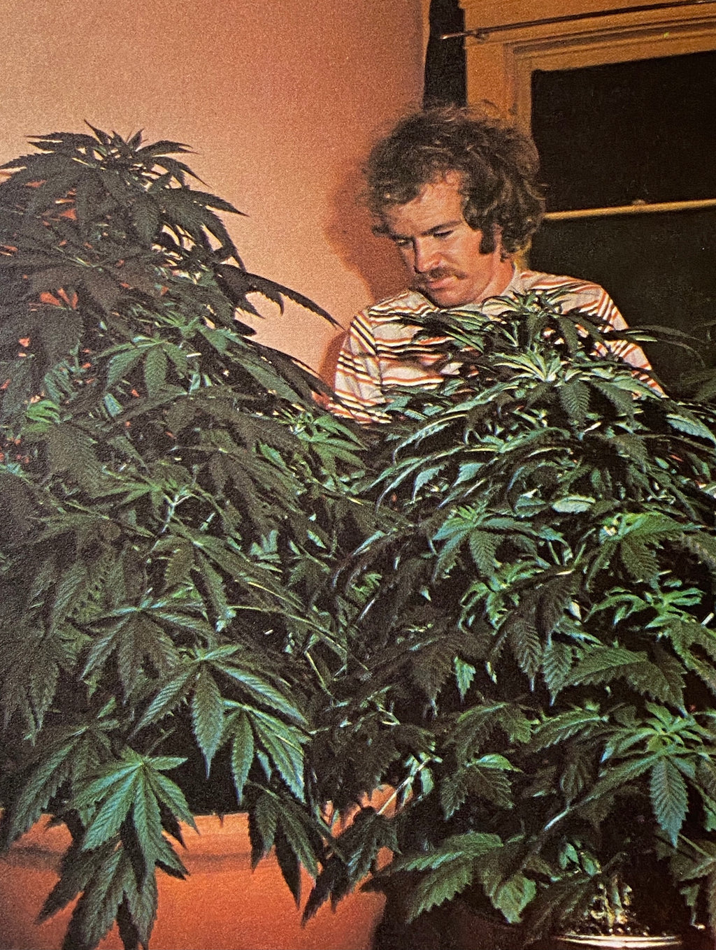 How To Grow Marijuana Indoors Under Lights