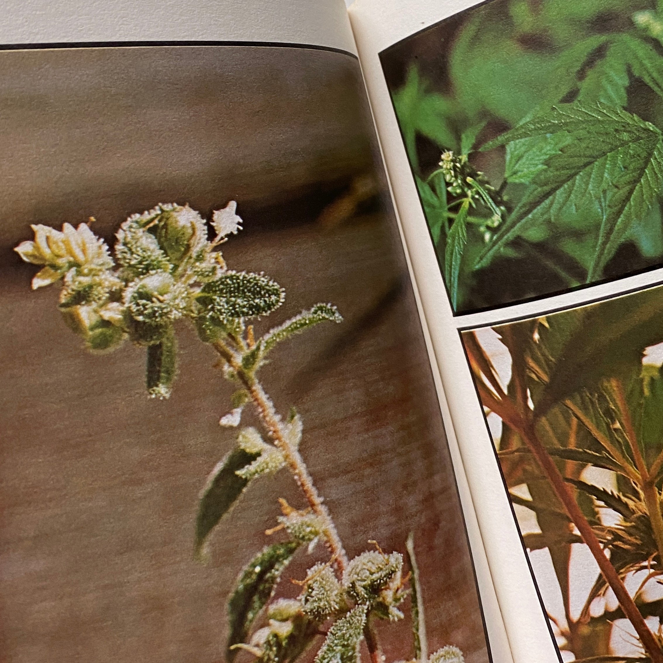 How To Grow Marijuana Indoors Under Lights