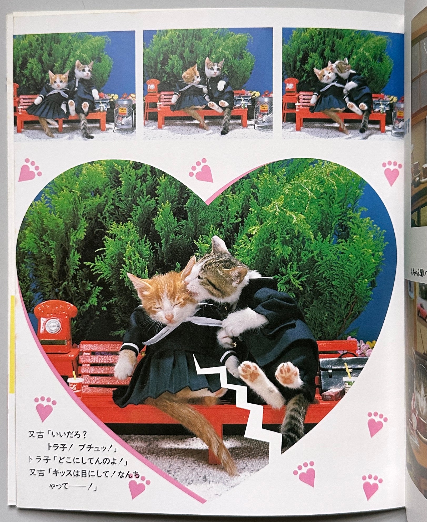I'm Sorry Cats