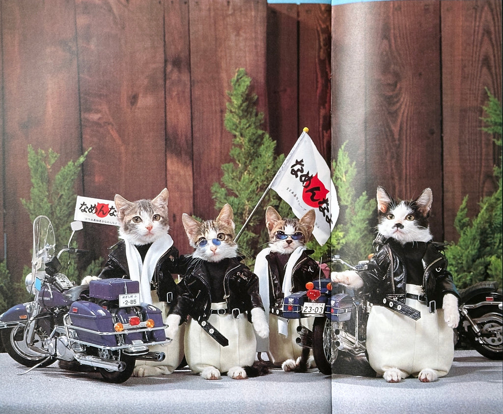 I'm Sorry Cats