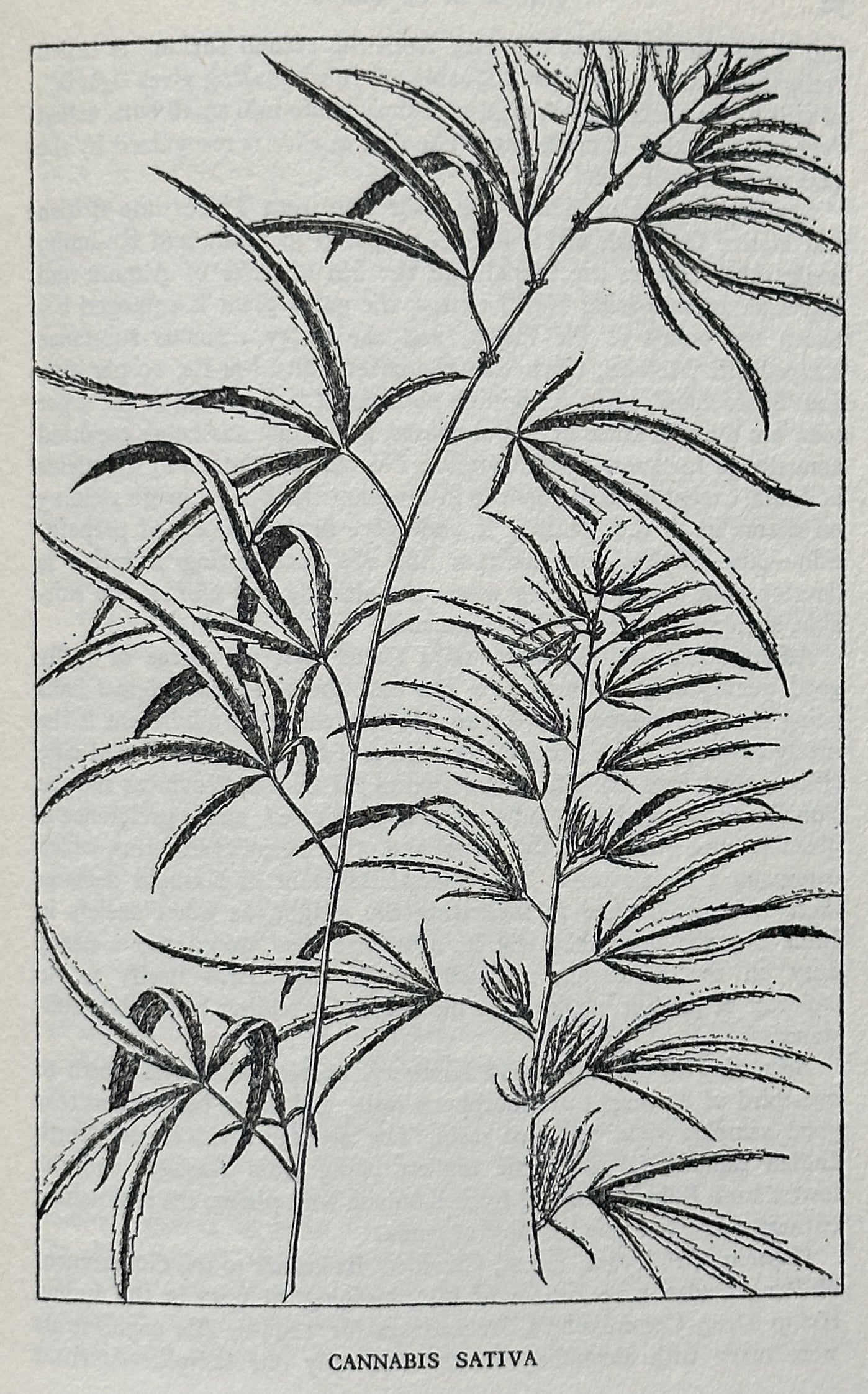The Book of Grass