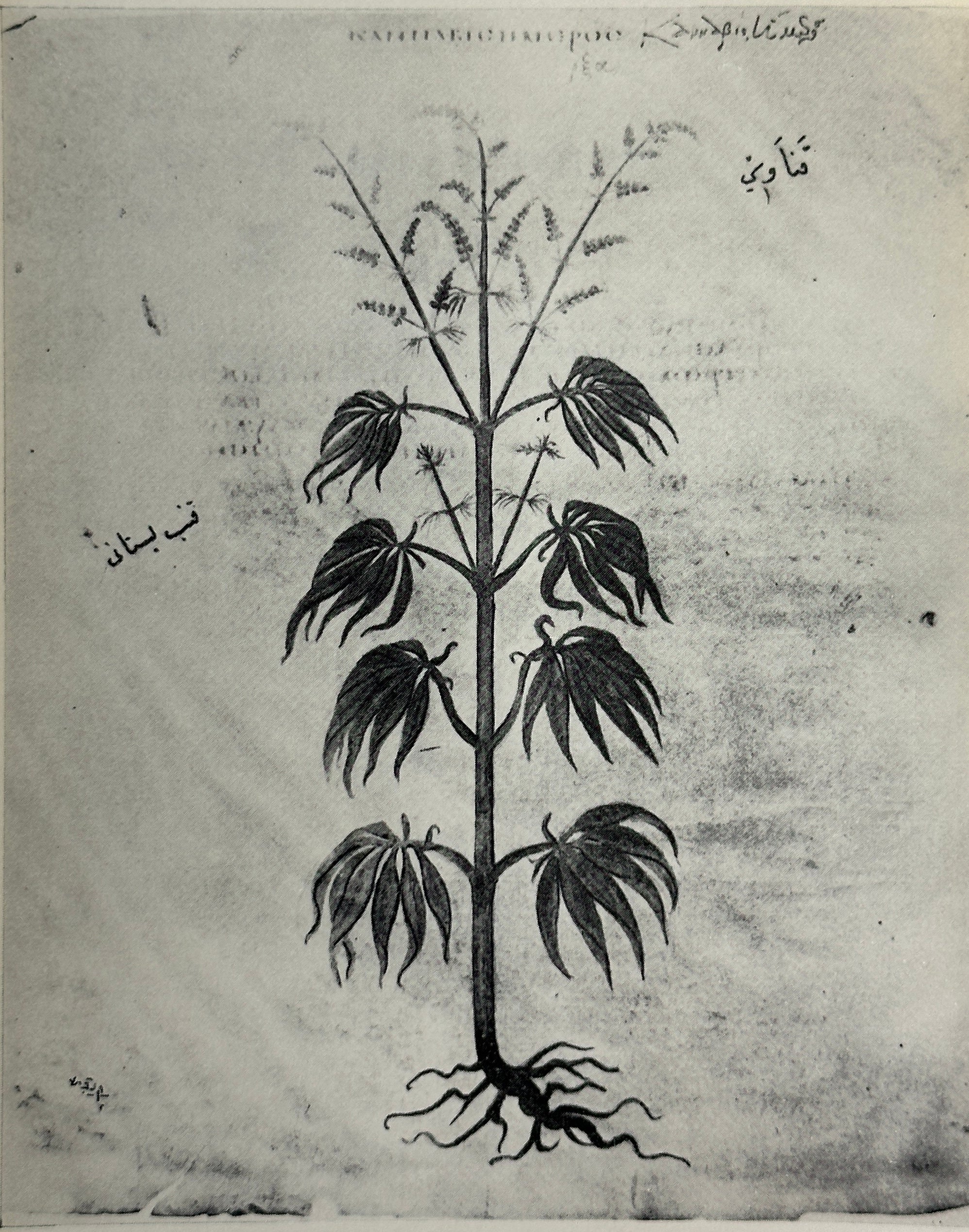 The Book of Grass