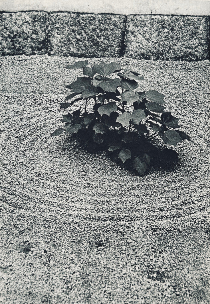 Space & Illusion In the Japanese Garden