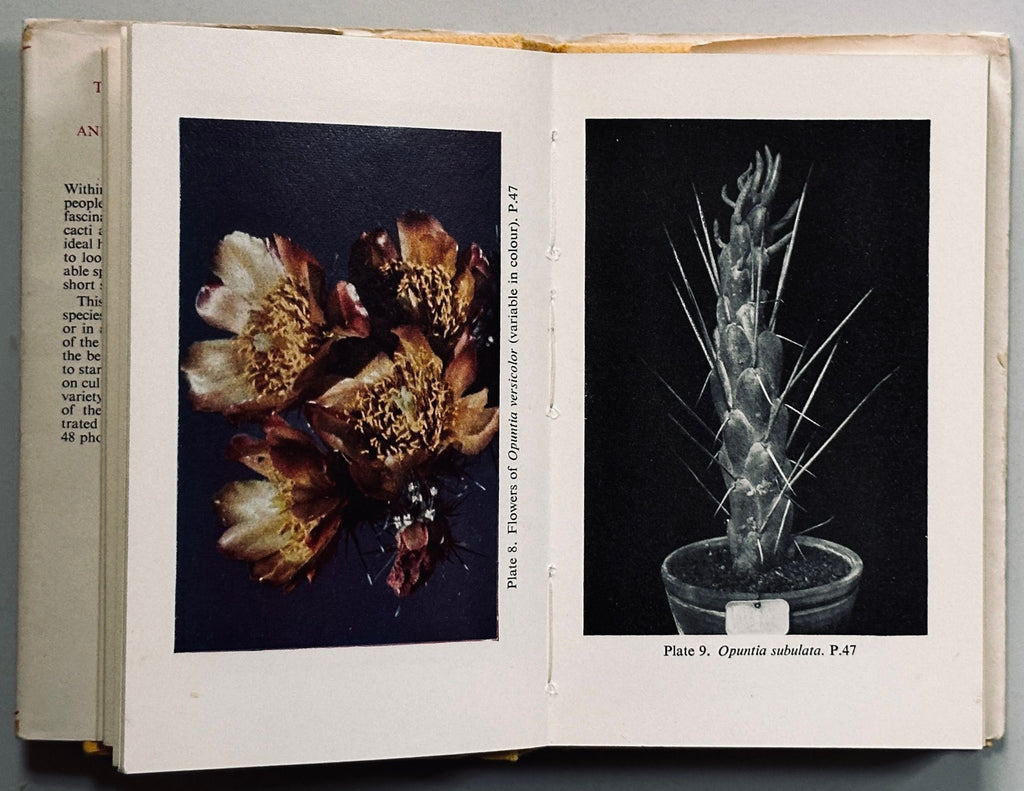 The Observer's Book of Cacti & Other Succulents
