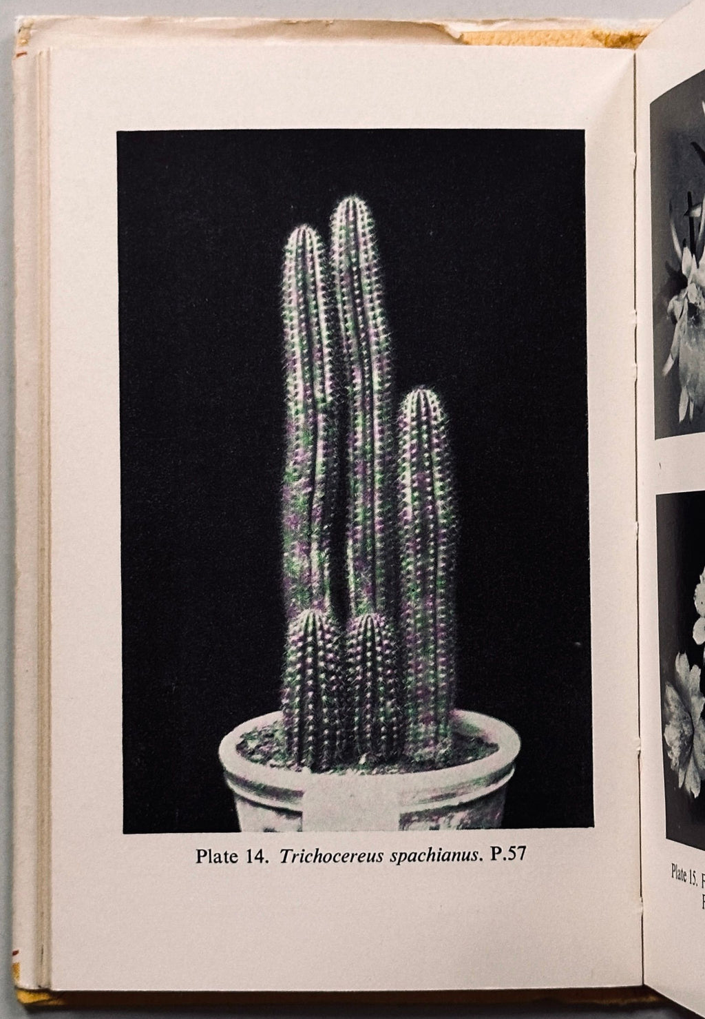 The Observer's Book of Cacti & Other Succulents