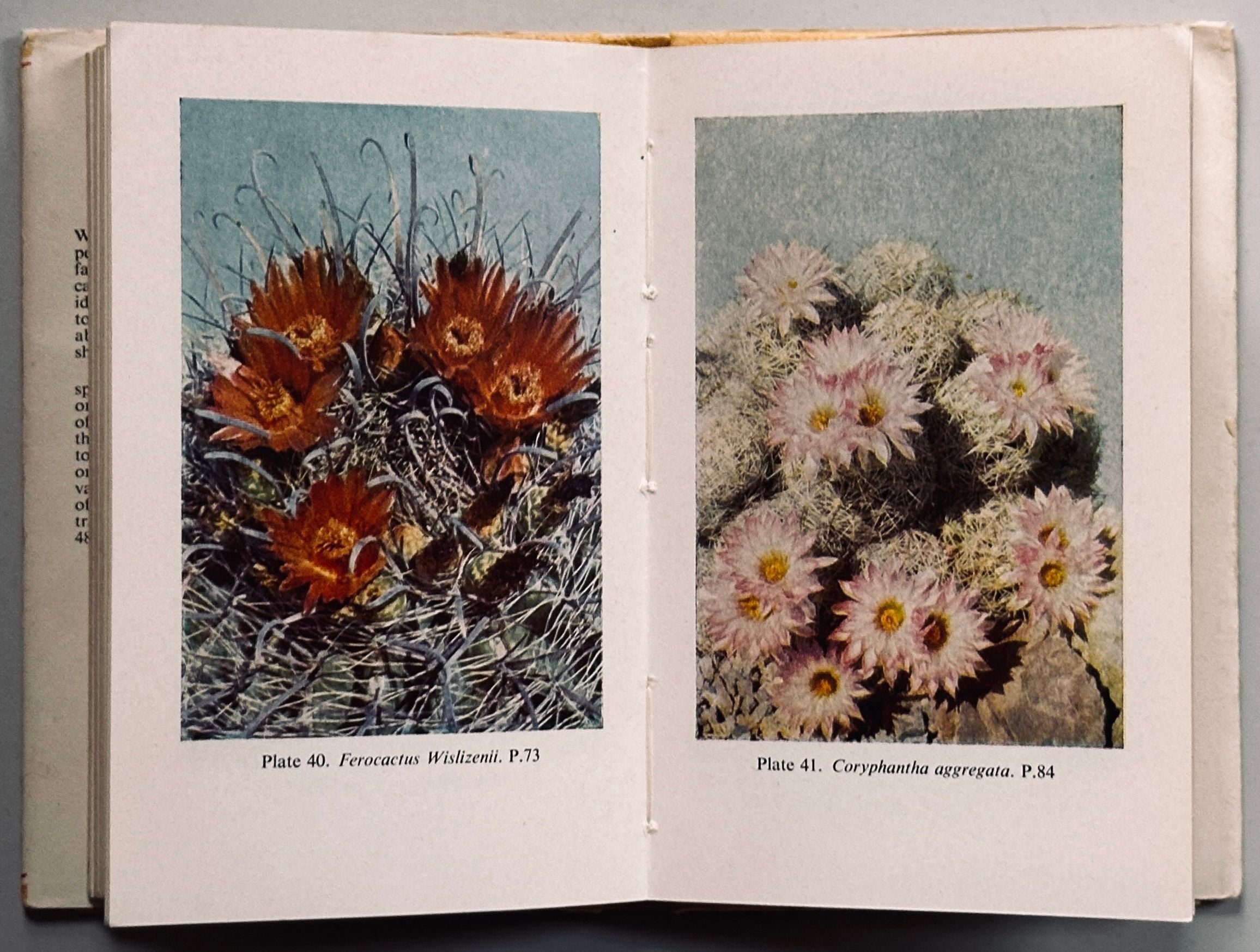 The Observer's Book of Cacti & Other Succulents