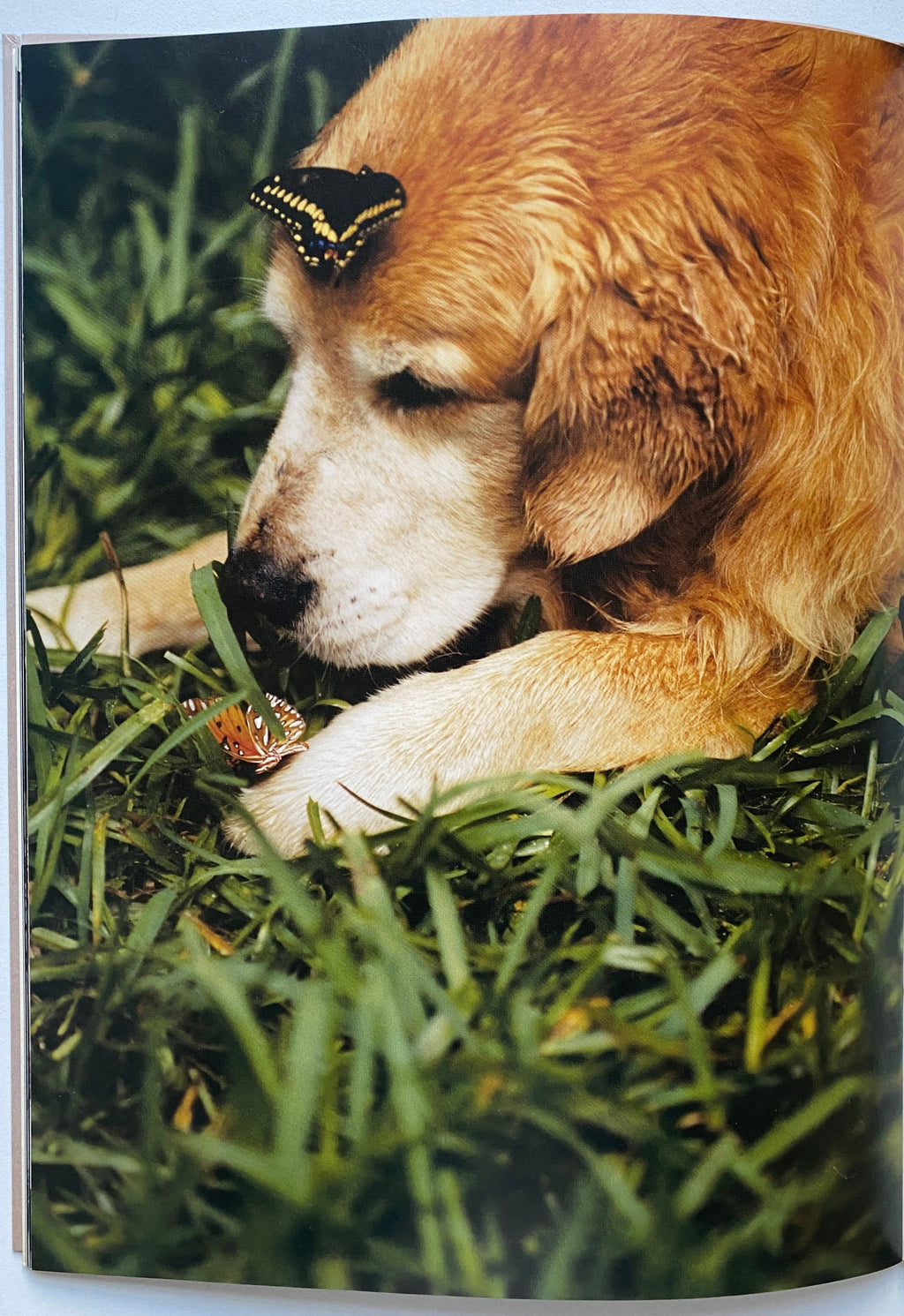 A Letter To True Bruce Weber