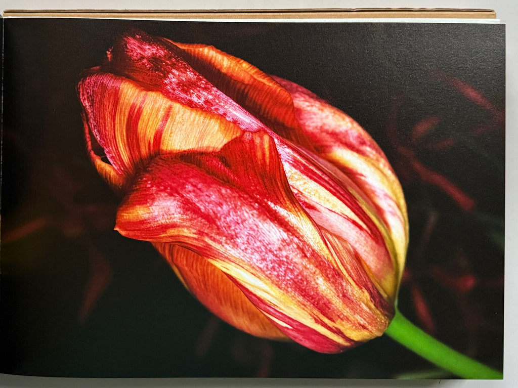 [SIGNED] ARAKI FLOWER-LIFE