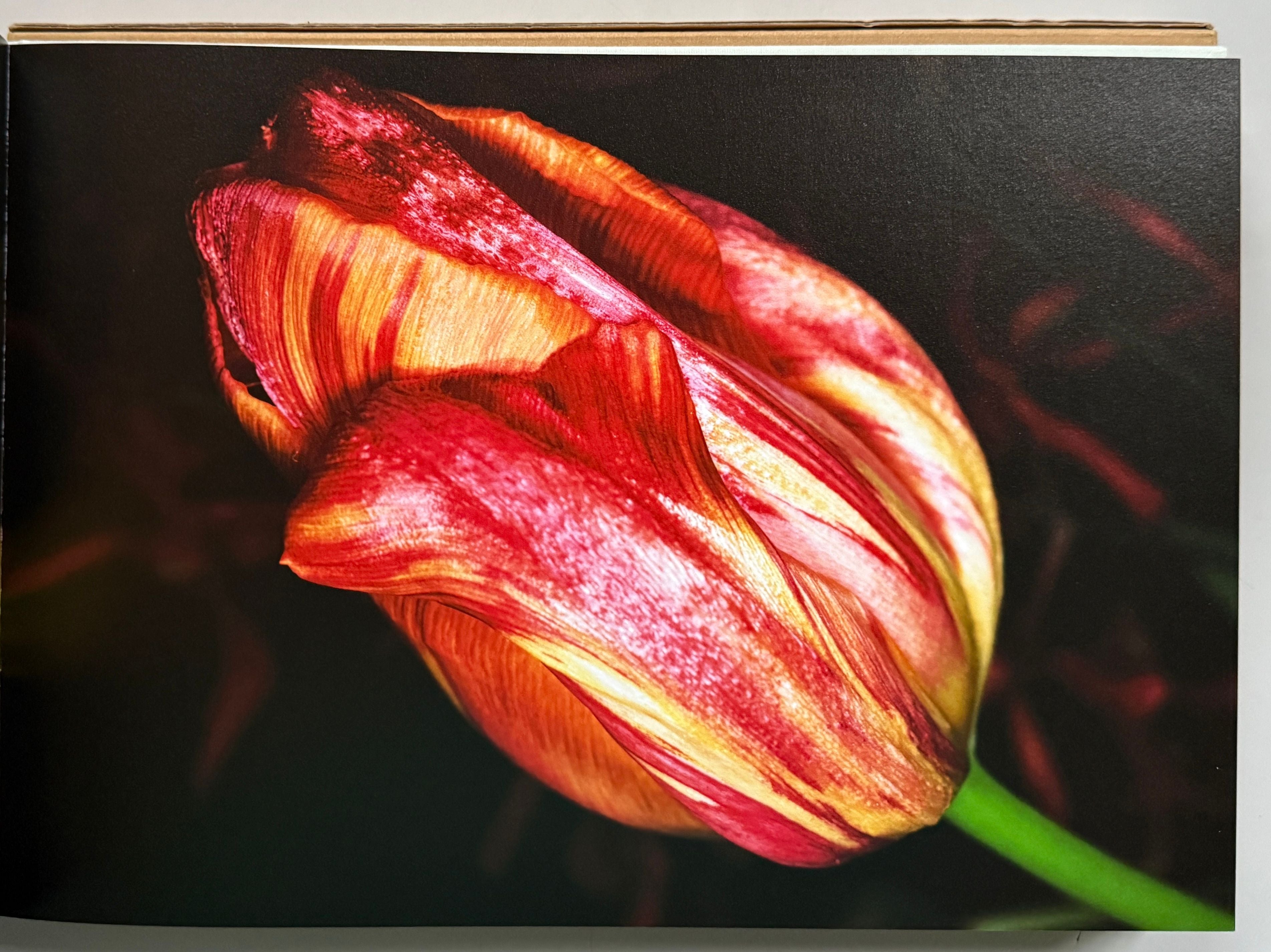 [SIGNED] ARAKI FLOWER-LIFE