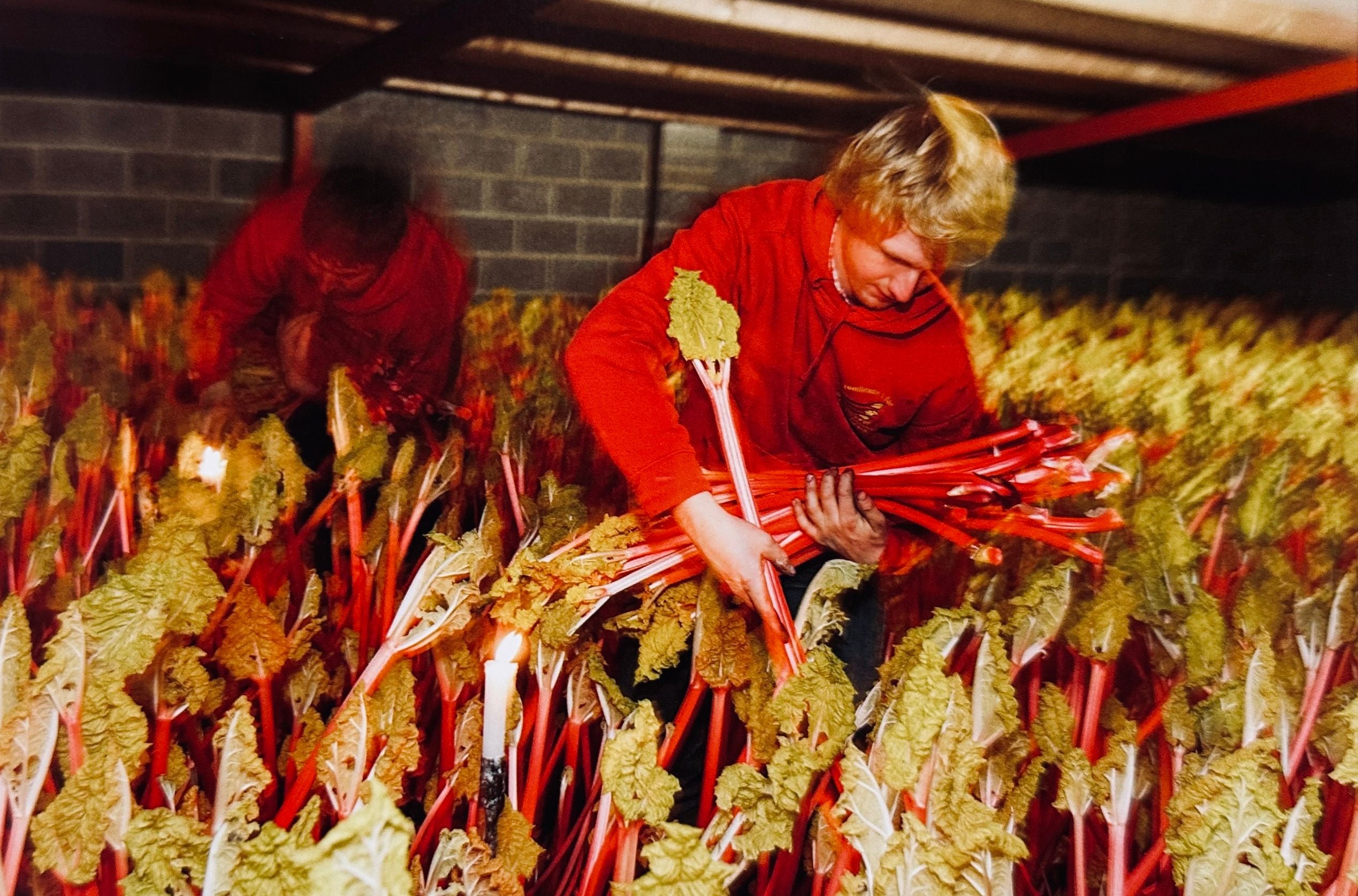[SIGNED] MARTIN PARR THE RHUBARB TRIANGLE