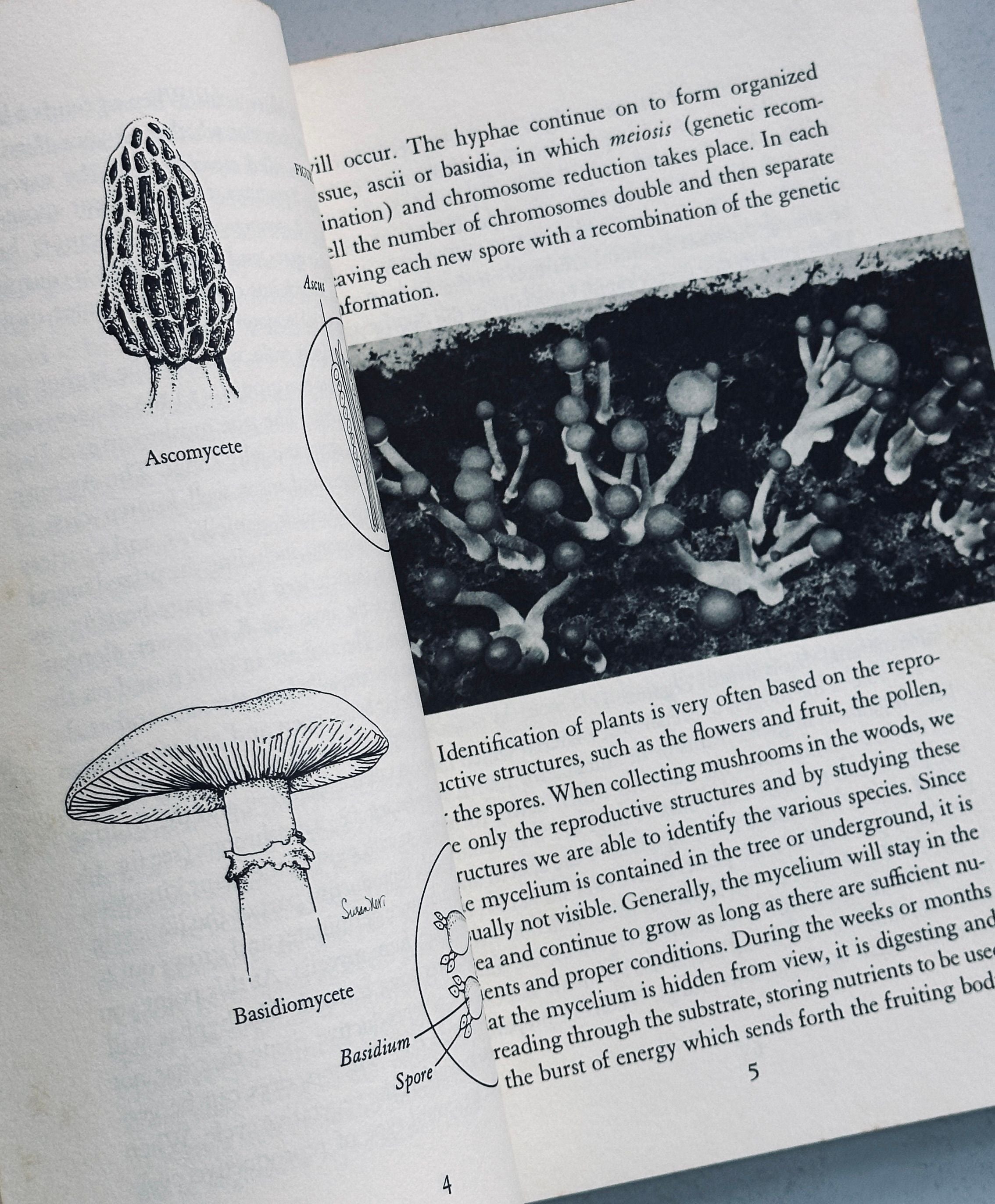 Growing Wild Mushrooms