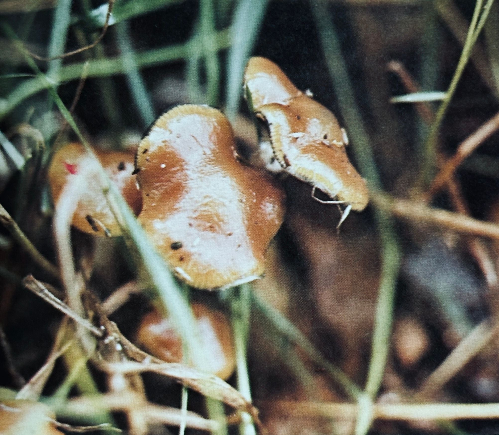 Growing Wild Mushrooms