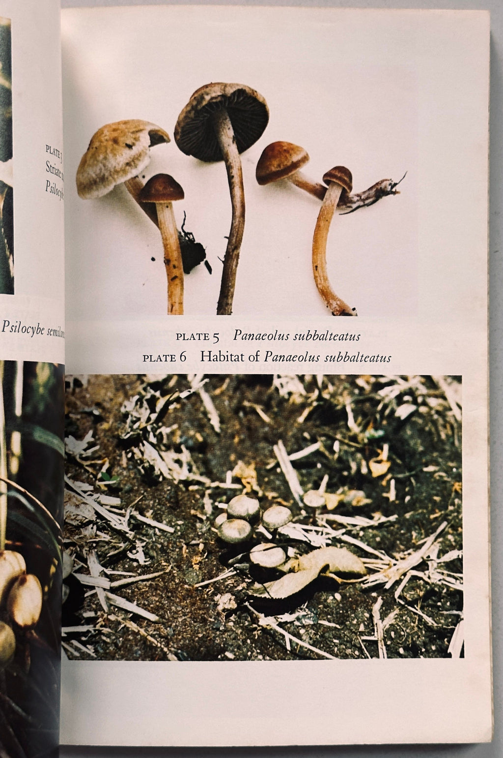 Growing Wild Mushrooms