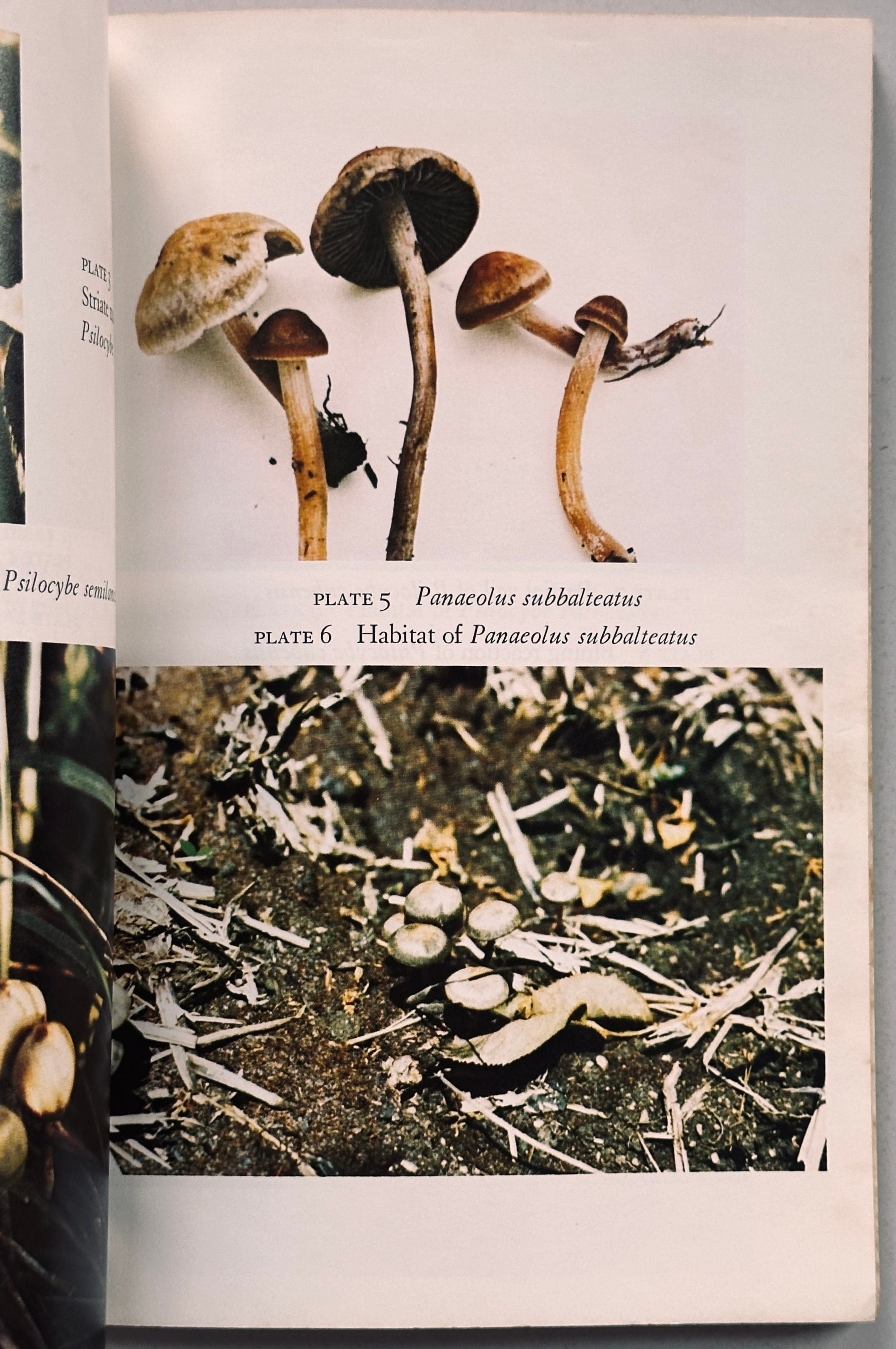 Growing Wild Mushrooms