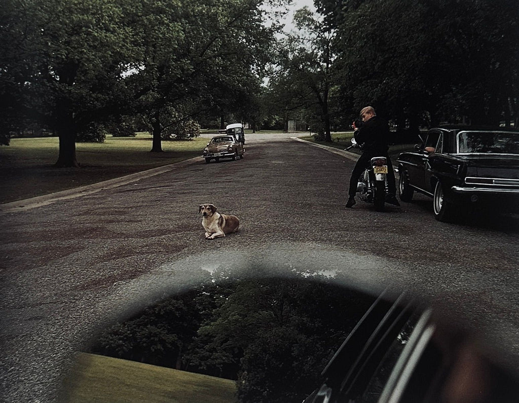 William Eggleston Horses and Dogs