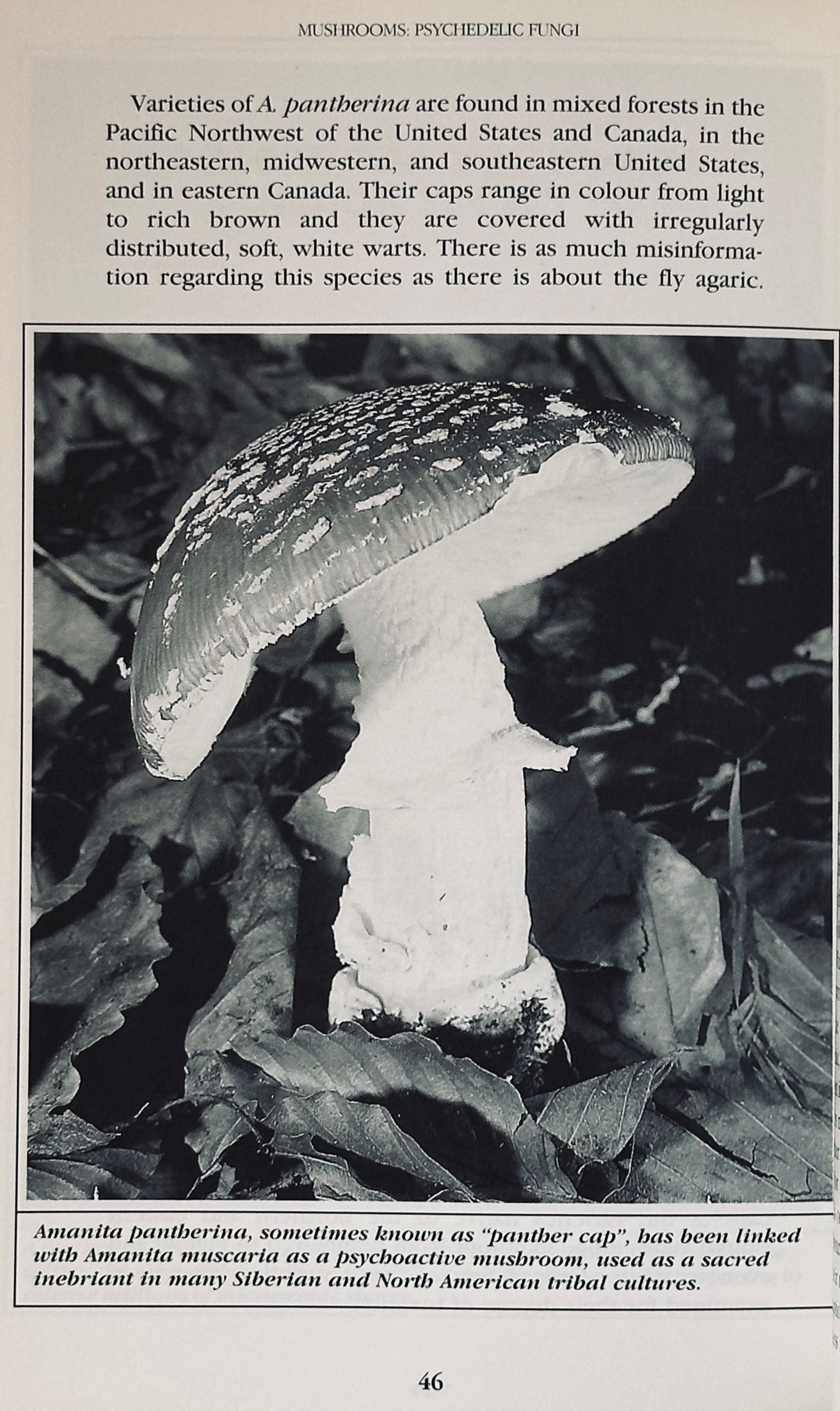Mushrooms Psychedelic Fungi