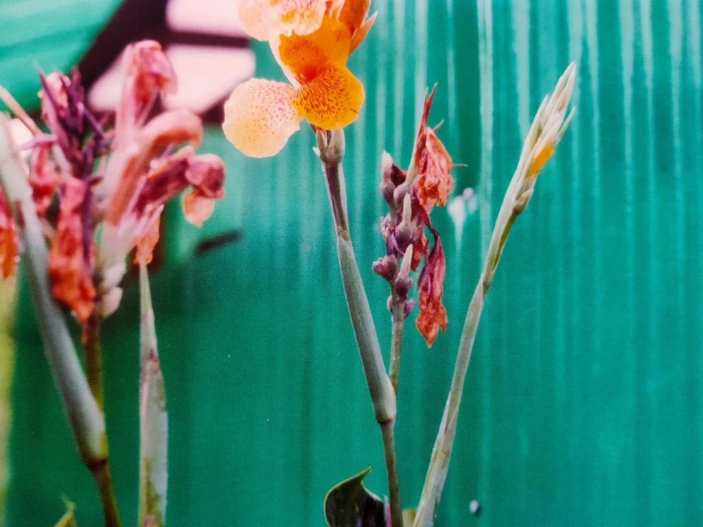 William Eggleston Flowers