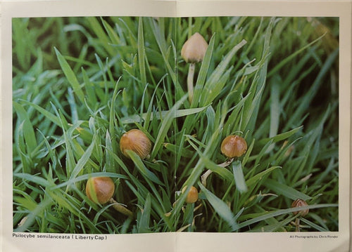 A Guide To British Psilocybin Mushrooms
