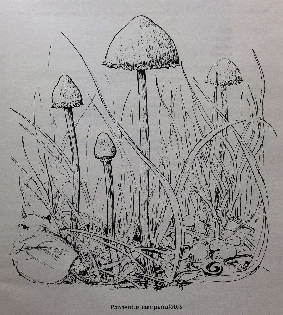 A Guide To British Psilocybin Mushrooms