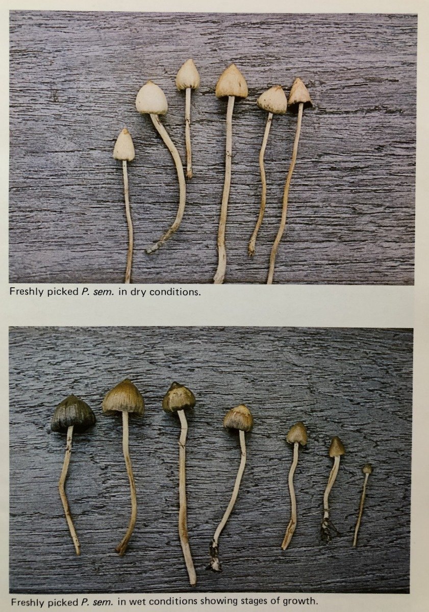 A Guide To British Psilocybin Mushrooms