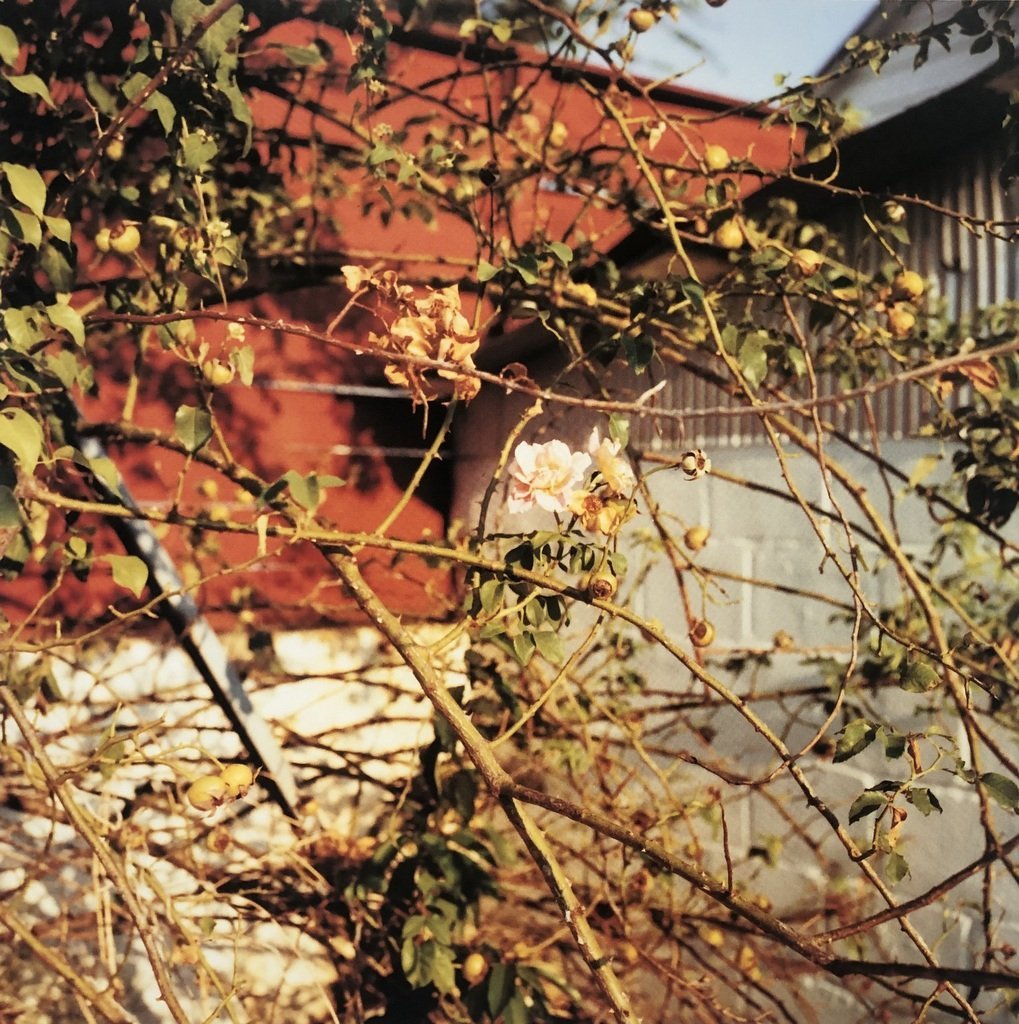 2 1/4 William Eggleston