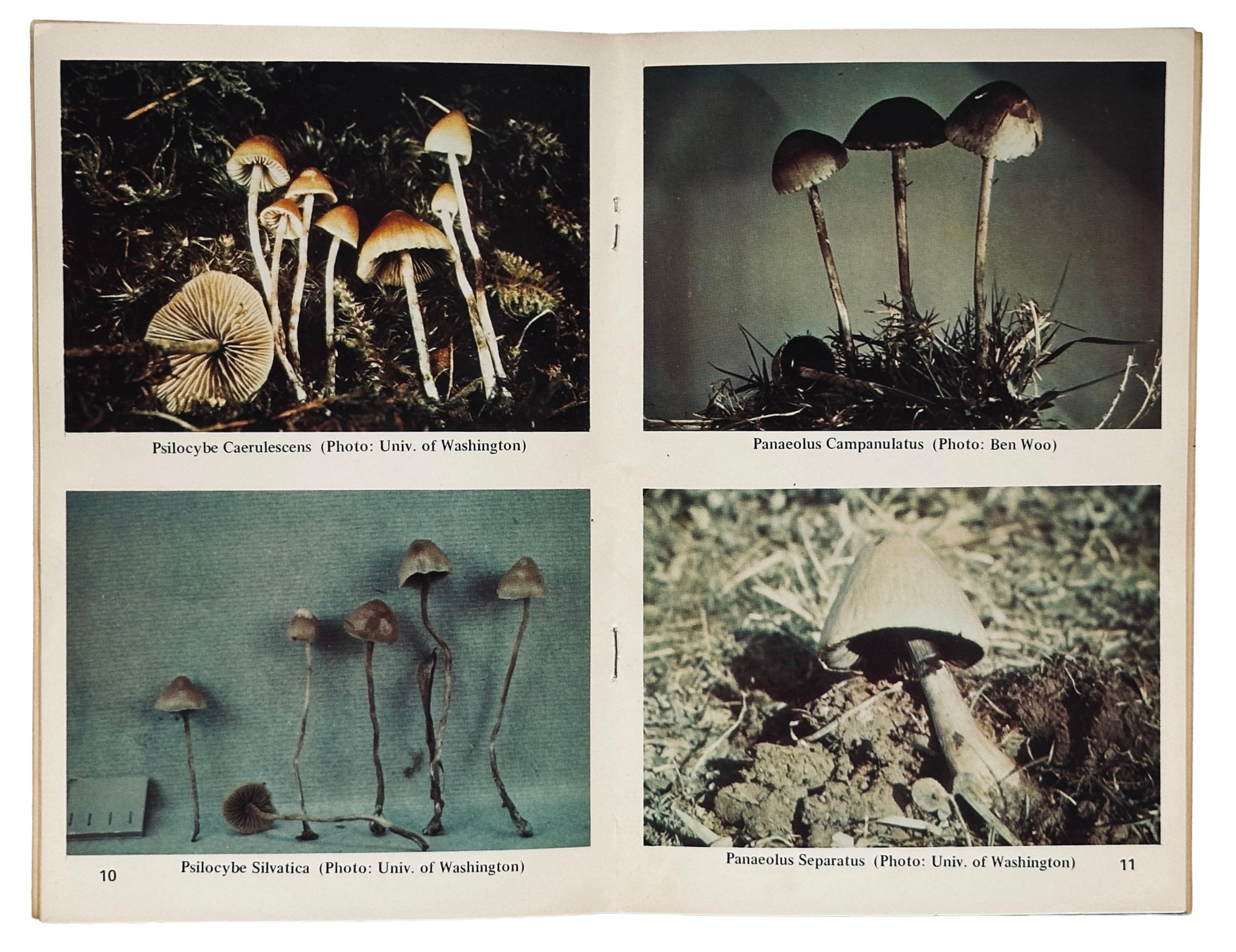 Magickal Mushroom Handbook