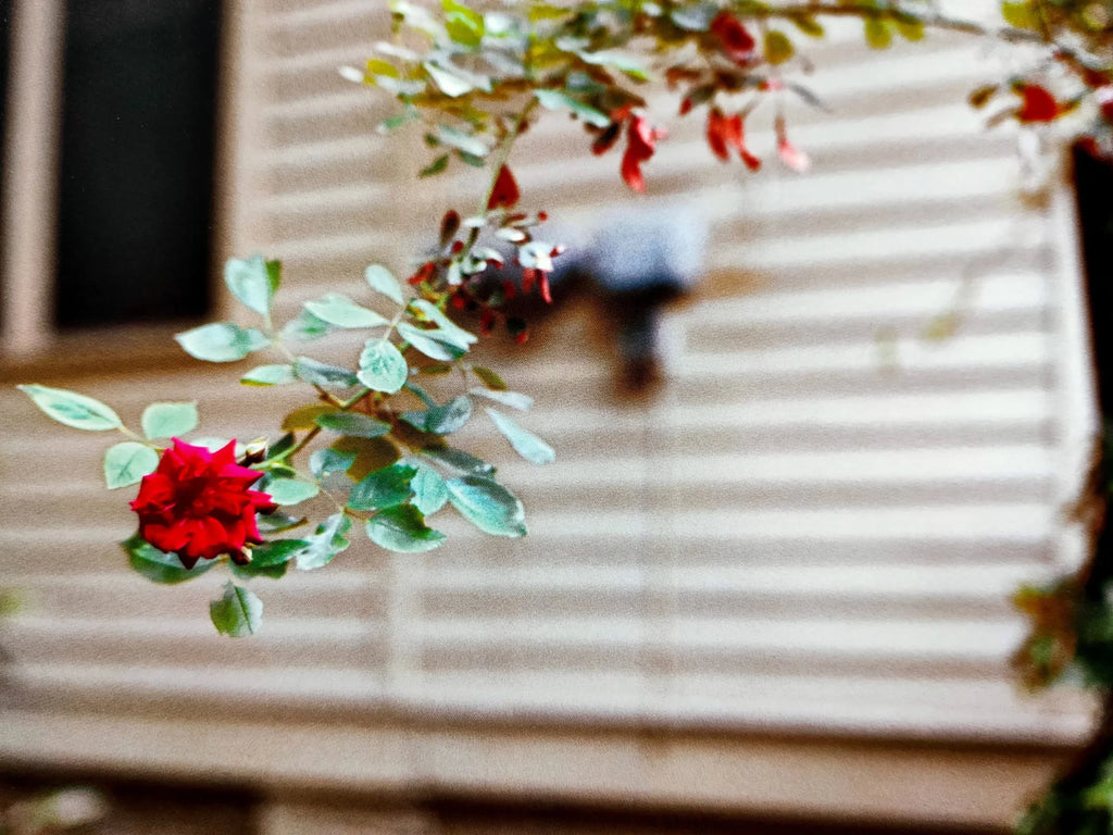 William Eggleston Flowers