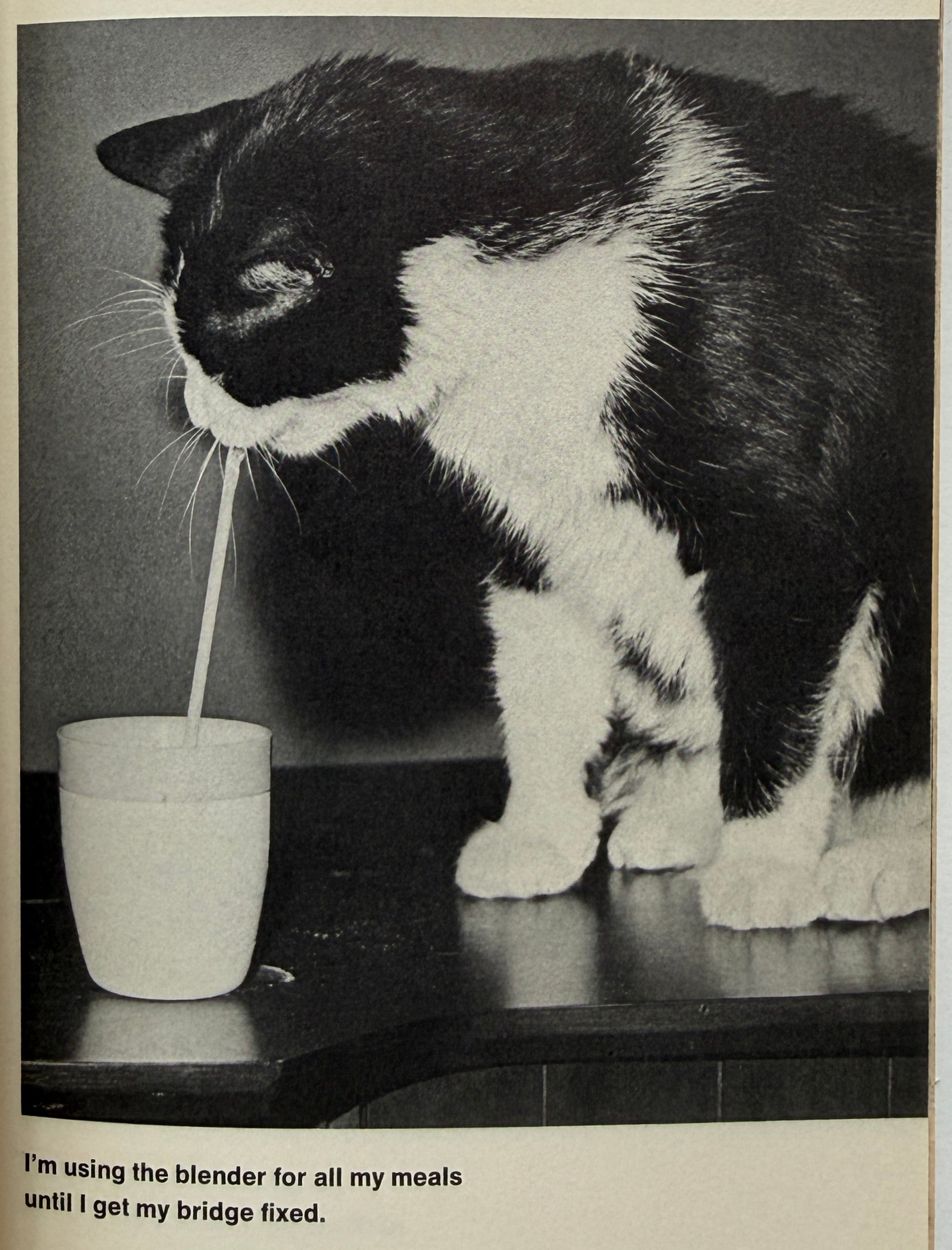 Cat Nips